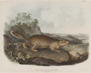 Spermophilus Parry (esquilo da marmota de Parry)