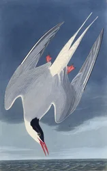 A andorinha-do-mar ártica. Dos pássaros da América, 1827-1838.