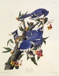 O gaio azul. Dos pássaros da América, 1827-1838.