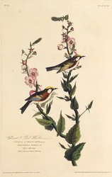 A toutinegra do lado castanho. Dos pássaros da América, 1827-1838.