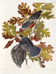O gaio cinzento. Dos pássaros da América, 1827-1838.