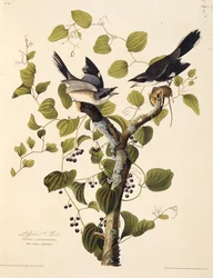 O picanço da boba. Dos pássaros da América, 1827-1838.