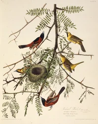 O pomar de oriole. Dos pássaros da América, 1827-1838.