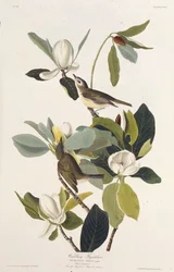 Papa-moscas Warbling. Dos pássaros da América, 1827-1838.