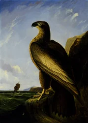 Águia do mar de Washington