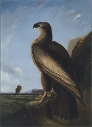 Águia do mar de Washington