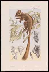 Gambá de Leadbeater, Gymnobelideus leadbeateri