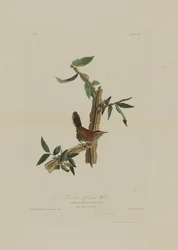 Bewicks Cauda Longa Wren, de aves da América, gravada por Robert Havell (1793-1878)