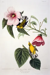 Toutinegra amarela voada azul, dos pássaros da América, gravada por Robert Havell (1793-1878)