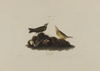 Brown Lark, de aves da América, gravada por Robert Havell (1793-1878)