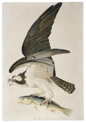Fish Hawk ou Osprey, litografia por Julius Bien (1826-1909), 1860