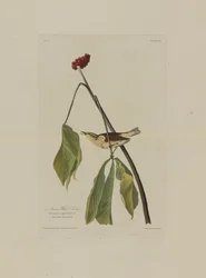 Louisiana Water Thrush, de aves da América, gravada por Robert Havell (1793-1878)
