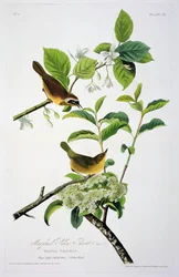 Garganta amarela de Maryland, dos pássaros da América, gravada por Robert Havell (1793-1878)