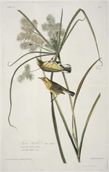 Pradaria Warbler, de aves da América, gravada por Robert Havell (1793-1878)