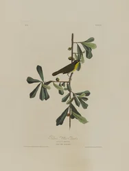 Roscoes Yellow Throat, de Birds of America, gravada por Robert Havell (1793-1878)