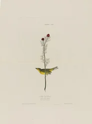 Selbys Fly Catcher, de aves da América, gravada por Robert Havell (1793-1878)