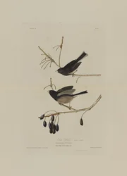 Pássaro da neve, dos pássaros da América, gravado por Robert Havell (1793-1878)