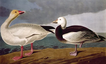 Snow Goose, de aves da América, gravada por Robert Havell (1793-1878) 1837