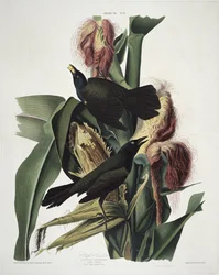 O roxo Grackle, de aves da América, gravado por Robert Havell (1793-1878)