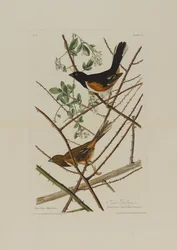O Towhe Bunting, de aves da América, gravado por Robert Havell (1793-1878)