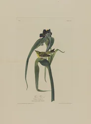 Vigers Vireo, de Birds of America, gravado por Robert Havell (1793-1878)