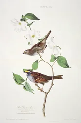 Pardal Garganta Branca, dos Pássaros da América, gravada por Robert Havell (1793-1878)