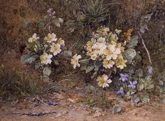 Primroses e Violetas em um banco mussy