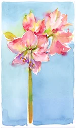 Amaryllis com fundo aqua, 2015, (aquarela)