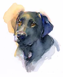 Labrador preto, 2017