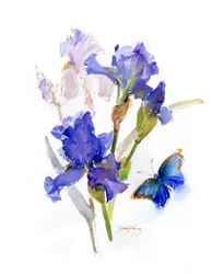 Íris com borboleta azul, 2016, (aquarela)