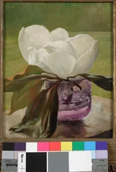 Flor de Magnólia
