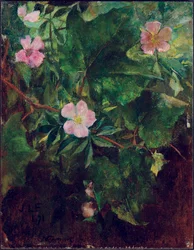 Rosa selvagem e videira, estudo da natureza, 1871