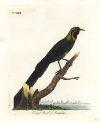 Arfak astrapia, Astrapia nigra (Pássaro do paraíso Gorget, Paradisea gularis). Placa de cobre colorida à mão desenhada e gravada por John Latham de sua própria A General History of Birds, Winchester