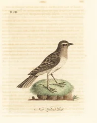Petinha da Australásia, Anthus novaeseelandiae (cotovia da Nova Zelândia, Alauda novae zealandiae). Placa de cobre colorida à mão desenhada e gravada por John Latham de sua própria A General History of Birds, Winchester