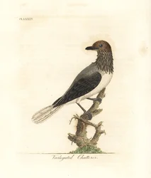 Pássaro-campainha-barbudo, Procnias averano (tagarela variegado, Ampelis variegata). Gravura em cobre colorida à mão, desenhada e gravada por John Latham a partir da sua própria A General History of Birds, Winchester