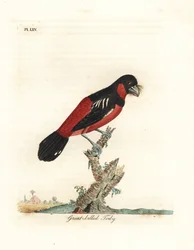 Bico-largo preto e vermelho, Cymbirhynchus macrorhynchos (todi-de-bico-grande, Todus nasutus). Gravura em cobre colorida à mão, desenhada e gravada por John Latham da sua própria A General History of Birds, Winchester