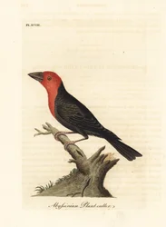 Barbudo-de-bico-preto, Lybius guifsobalito (cortador-de-plantas-abissínio, Loxia tridactyla). Gravura em cobre colorida à mão, desenhada e gravada por John Latham, da sua própria A General History of Birds, Winchester