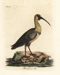 Íbis-de-cara-preta, Theristicus melanopis (Tantalus melanops). Placa de cobre colorida à mão desenhada e gravada por John Latham de sua própria A General History of Birds, Winchester