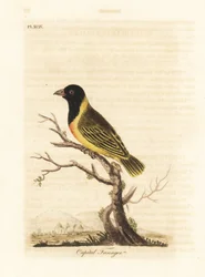 Tecelão de colarinho amarelo de cabeça preta, Ploceus melanocephalus capitalis (Capital tanager, Tanagra capitalis). Placa de cobre colorida à mão desenhada e gravada por John Latham de sua própria A General History of Birds, Winchester