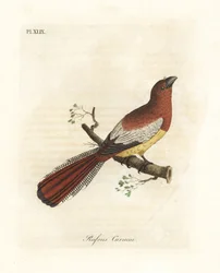 Trogon-de-garganta-preta, Trogon rufus, fêmea (Rufous curucui, Trogon rufus). Copiado da ilustração de Martinet do Cayenne para Buffon Coucou uma fila rousse. Placa de cobre colorida à mão desenhada e gravada por John Latham de sua própria A General Histor