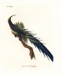 Bico-de-foice-preto, Epimachus fastosus. Vulnerável. (Grande promerope, Upupa superba.) Nova Guiné. Gravura em cobre colorida à mão, desenhada e gravada por John Latham da sua própria A General History of Birds, Winchester