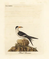 Escumadeira preta, Rynchops niger (Rhynchops nigra). Placa de cobre colorida à mão desenhada e gravada por John Latham de sua própria A General History of Birds, Winchester
