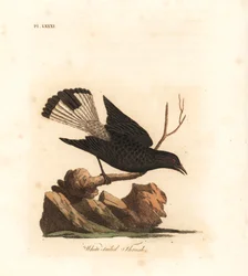 Trigo preto, Oenanthe leucura (Tordo de cauda branca, Turdus leucurus). Placa de cobre colorida à mão desenhada e gravada por John Latham de sua própria A General History of Birds, Winchester