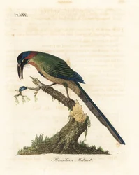 Motmot-de-coroa-azul, Momotus momota (motmot brasileiro, Momotus brasiliensis). Placa de cobre colorida à mão desenhada e gravada por John Latham de sua própria A General History of Birds, Winchester