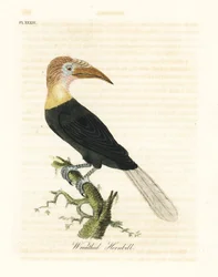 Blythh ou hornbill papua, Rhyticeros plicatus (hornbill grinalda, Buceros plicatus). Placa de cobre colorida à mão desenhada e gravada por John Latham de sua própria A General History of Birds, Winchester