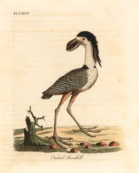 Garça-de-bico-barco, Cochlearius cochlearius (cancroma cochlearia). Placa de cobre colorida à mão desenhada e gravada por John Latham de sua própria A General History of Birds, Winchester