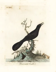 Graúna-de-cauda-de-barco, Quiscalus major (mainá-de-cauda-de-barco, Gracula barita). Chapa de cobre colorida à mão, desenhada e gravada por John Latham a partir da sua própria obra A General History of Birds, Winchester