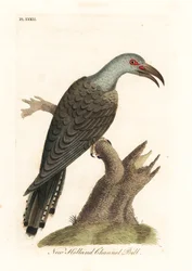 Cuco-de-bico-canal, Scythrops novaehollandiae (bico-de-canal australiano, calau Psittáceo). Placa de cobre colorida à mão desenhada e gravada por John Latham de sua própria A General History of Birds, Winchester