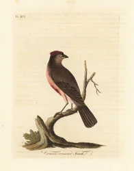 Redpoll comum, Carduelis flammea (Fringilla flammea). Placa de cobre colorida à mão desenhada e gravada por John Latham de sua própria A General History of Birds, Winchester