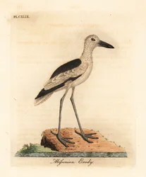 Tarambola, Dromas ardeola (erody abissínio, Ardea pondiceriana). Placa de cobre colorida à mão desenhada e gravada por John Latham de sua própria A General History of Birds, Winchester